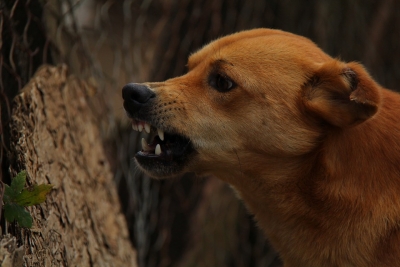 चीन के शनचन शहर में कुत्तों में डॉग चिप लगाने का काम शुरू