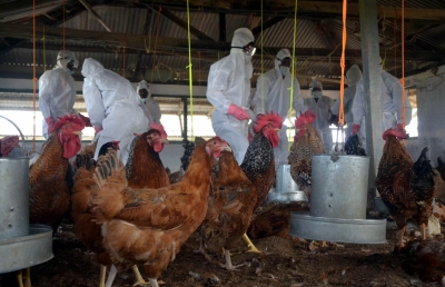 बर्ड फ्लू : गाजीपुर मंडी में व्यापारी चिंतित, बीमारी फैली तो मुर्गा व्यापार पर पड़ेगा असर