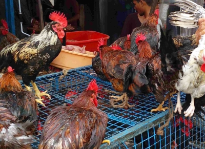 बर्ड फ्लू : गोवा ने महाराष्ट्र, कर्नाटक से पक्षियों व अंडे पहुंचाए जाने पर रोक लगाई