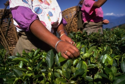 चाय : एक पत्ते का चीन-भारत प्यार